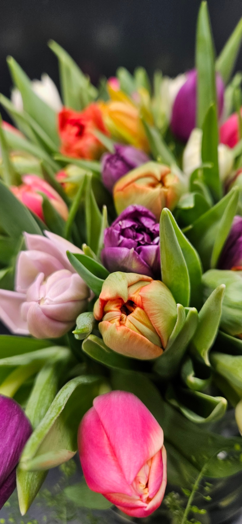 Tempting tulips