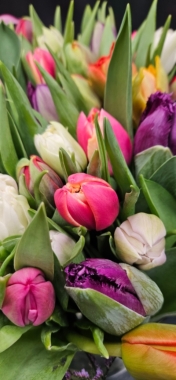 Tempting tulips